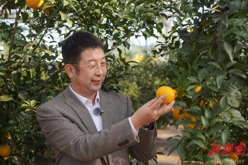 湖南适合种植什么水果