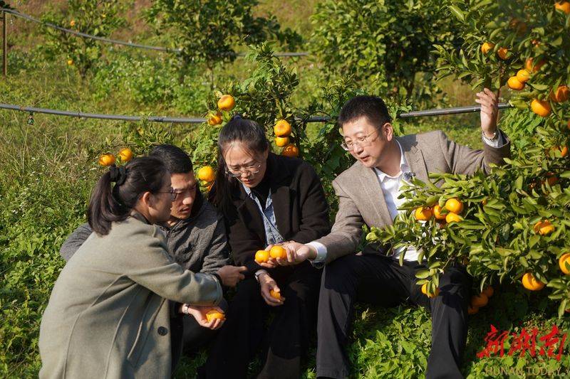 湖南适合种植什么水果