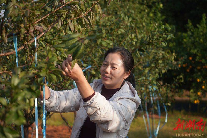 湖南适合种植什么水果