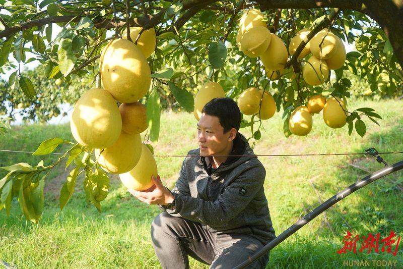 湖南适合种植什么水果