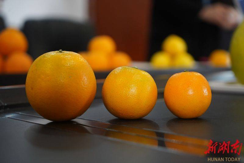 湖南适合种植什么水果