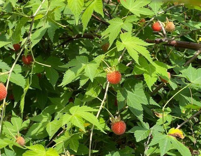 Raspberry planting techniques