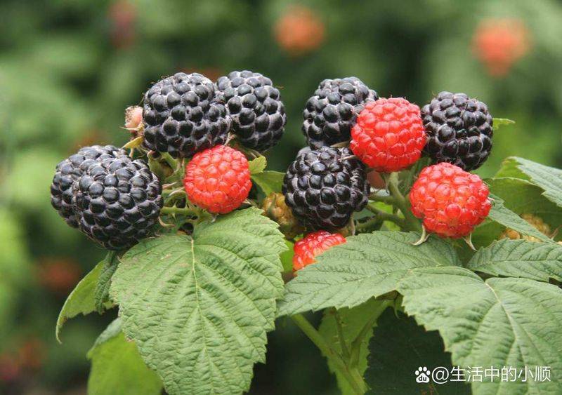 Raspberry planting techniques