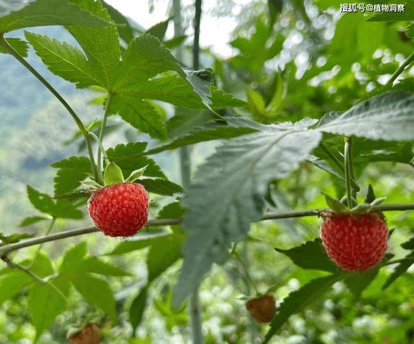 Raspberry planting techniques