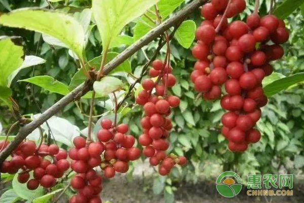 五味子种植技术视频