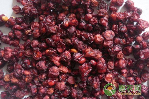 五味子种植技术视频