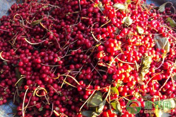 五味子种植技术视频