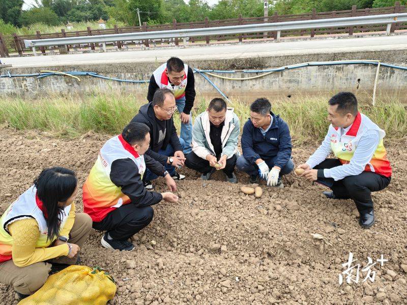 马铃薯双垄种植技术