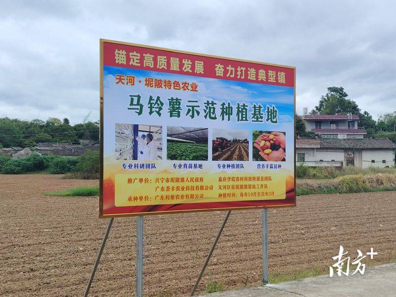 马铃薯双垄种植技术