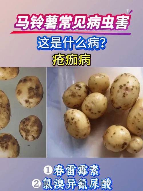 Potato double-crotch cultivation technology