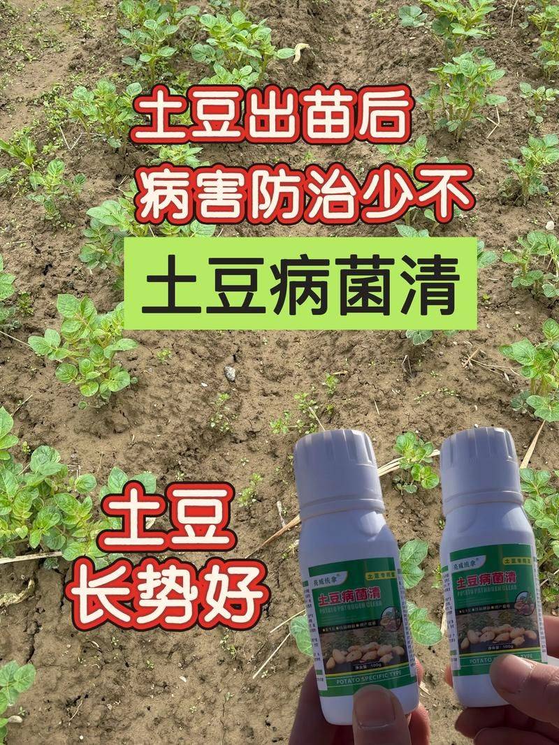 Potato double-crotch cultivation technology