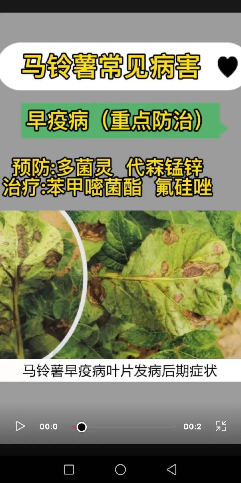 Potato double-crotch cultivation technology