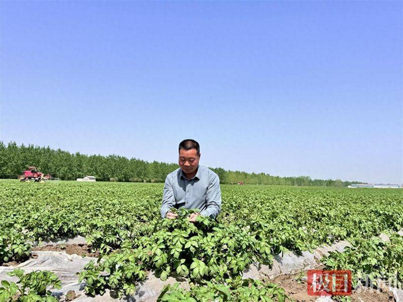 Potato double-crotch cultivation technology
