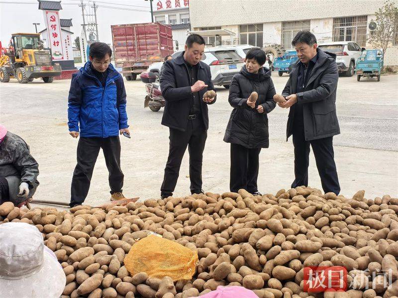 Potato double-crotch cultivation technology