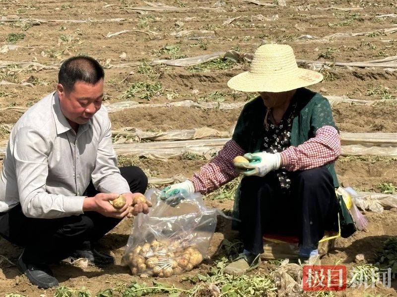 Potato double-crotch cultivation technology