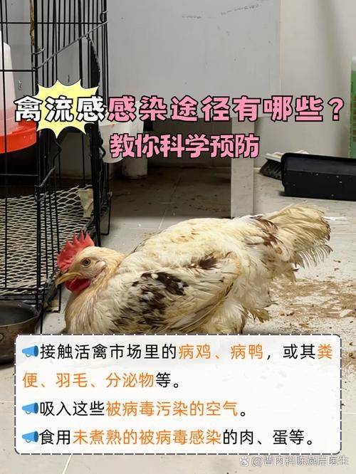 禽流感防控知识图解