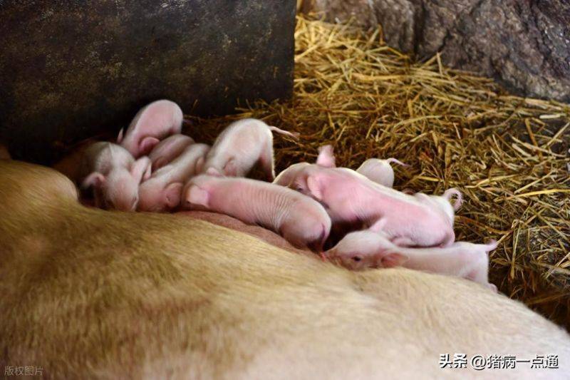 哺乳母猪断奶方法