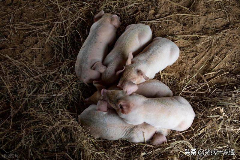 哺乳母猪断奶方法