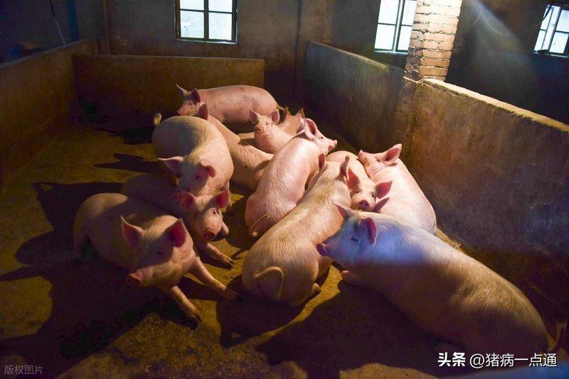 哺乳母猪断奶方法