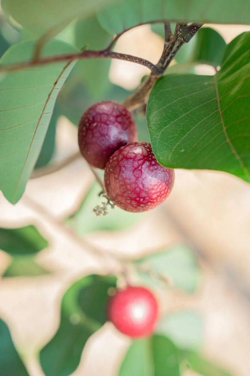 What kind of fruit does hunan grow