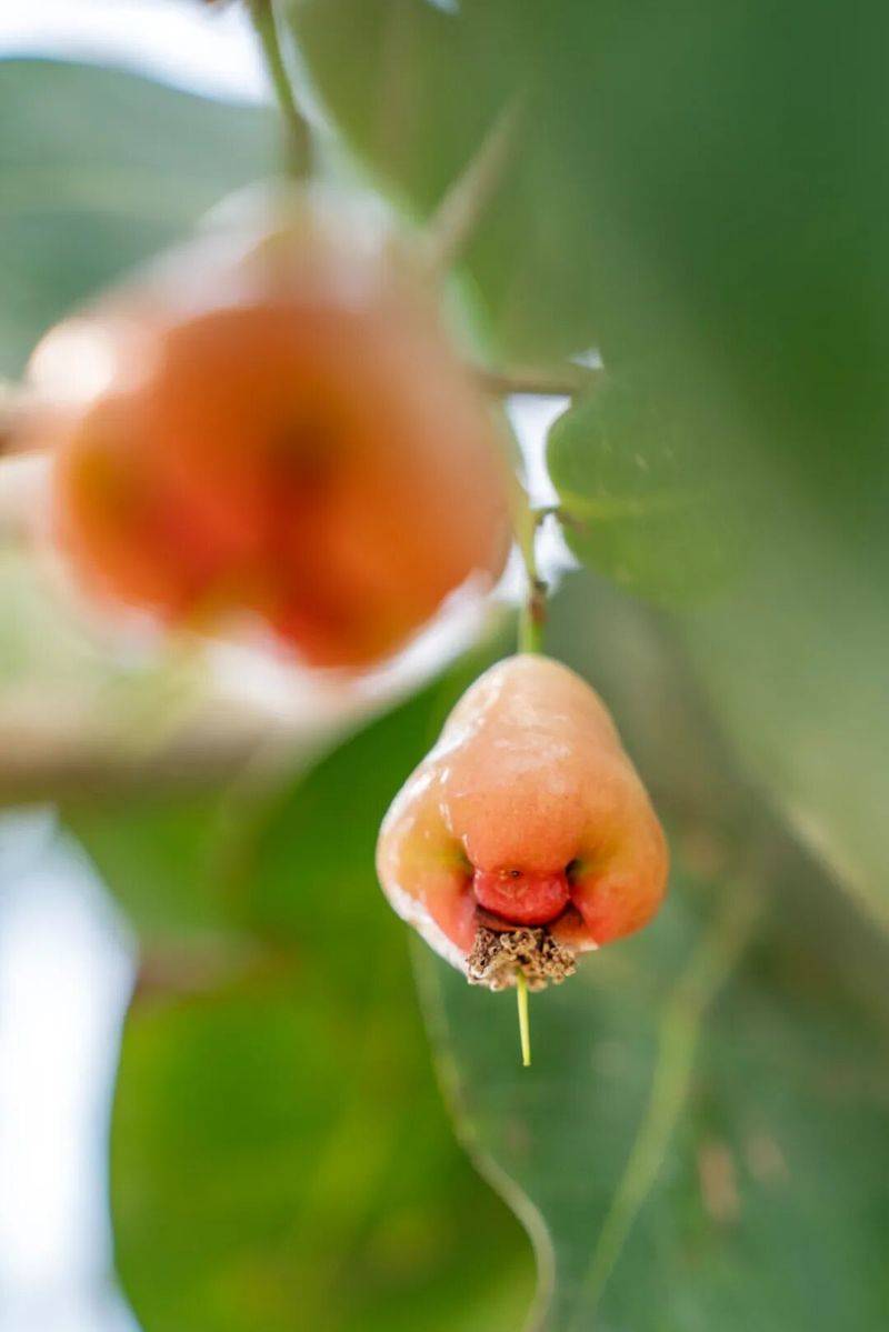 What kind of fruit does hunan grow