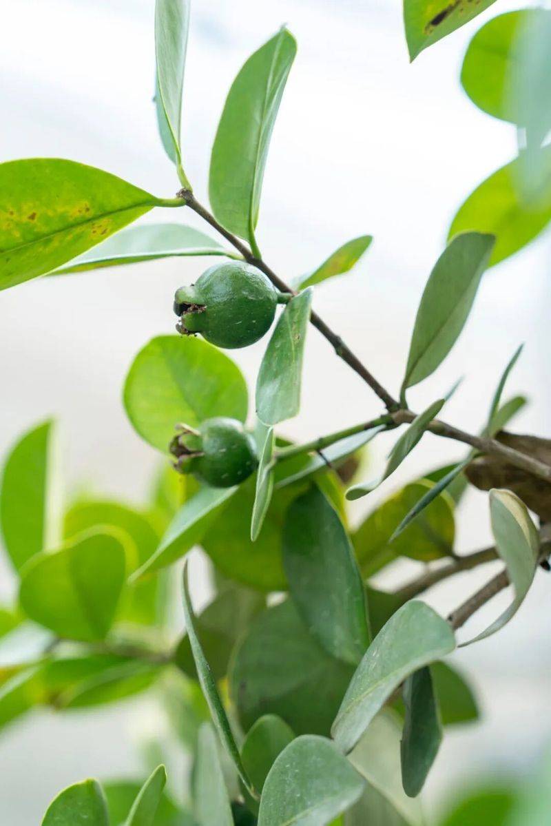 What kind of fruit does hunan grow