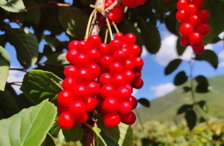 Five taste plantation technology video