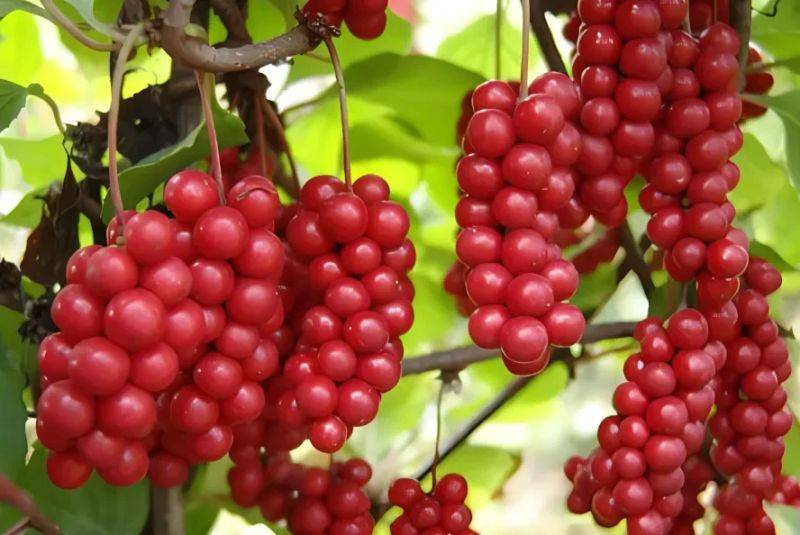 Five taste plantation technology video