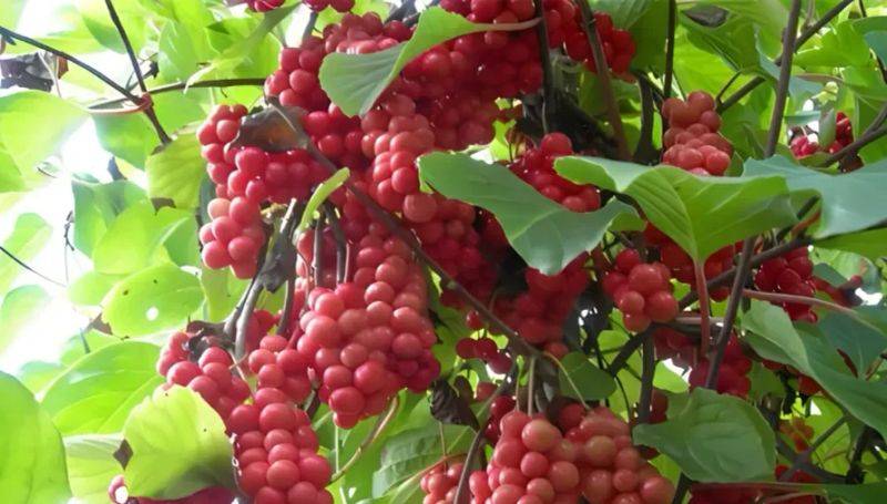 Five taste plantation technology video