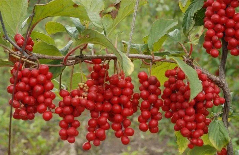 Five taste plantation technology video