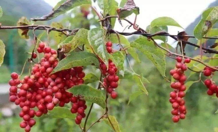 Five taste plantation technology video