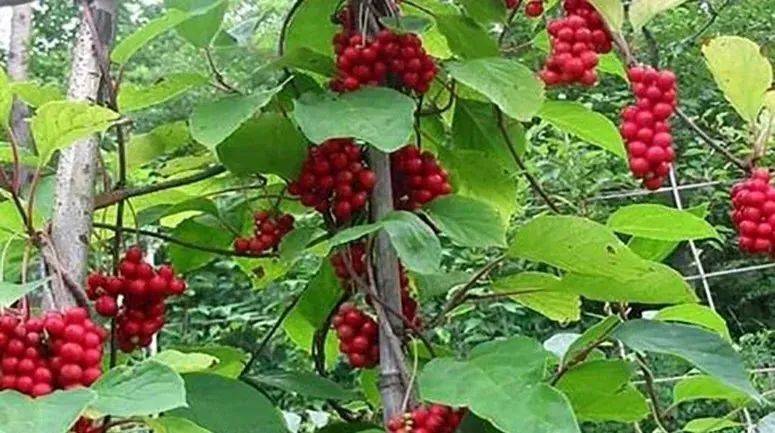 Five taste plantation technology video