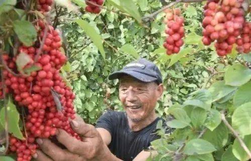 Five taste plantation technology video