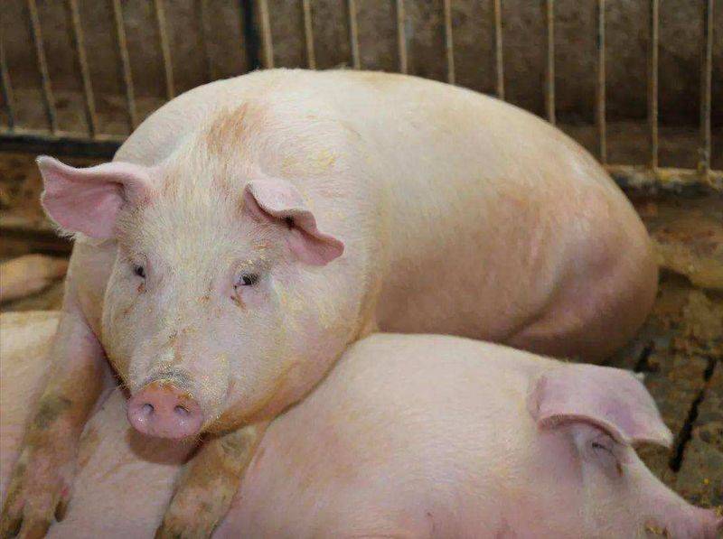 Weaning methods for nursing pigs