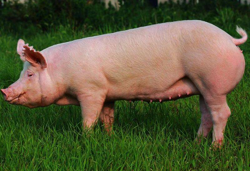 Weaning methods for nursing pigs