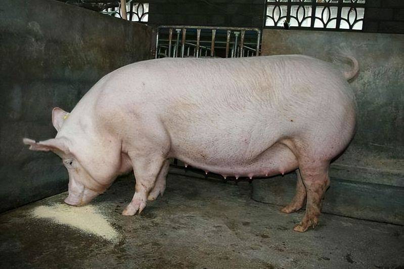 Weaning methods for nursing pigs
