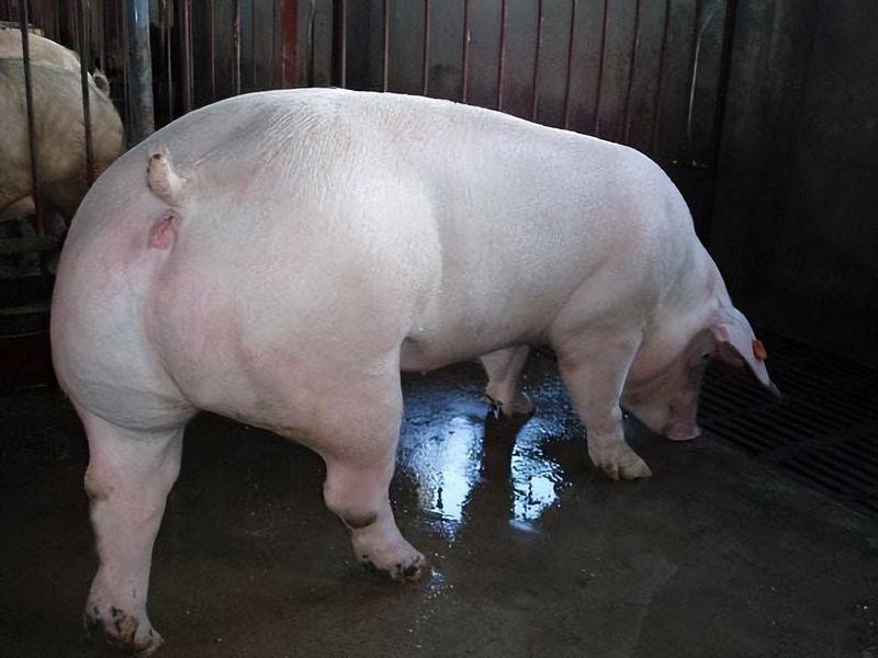 Weaning methods for nursing pigs