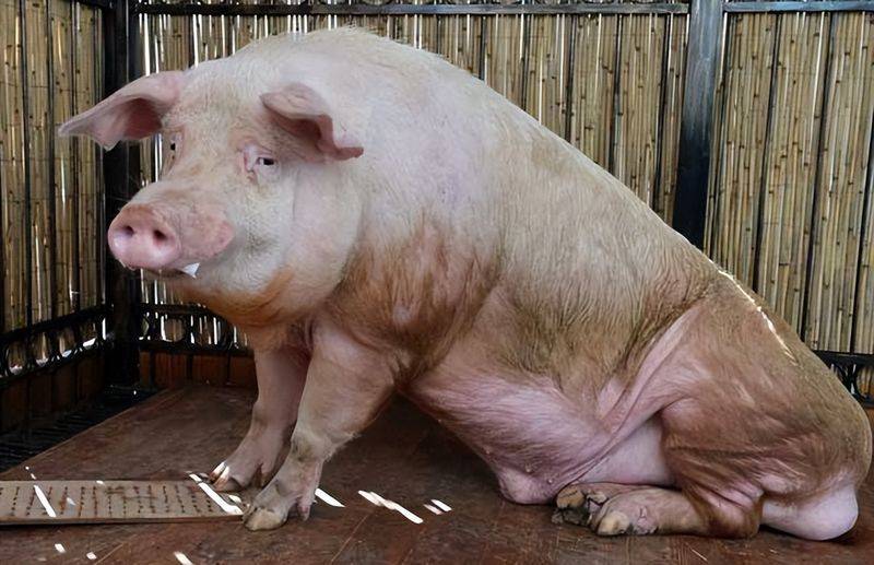 Weaning methods for nursing pigs