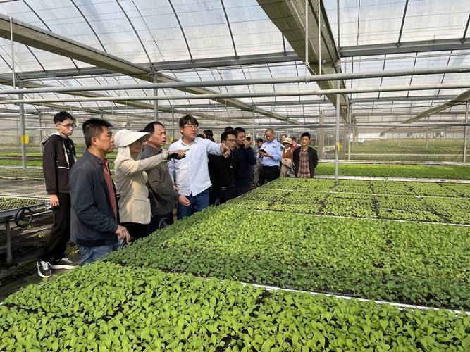 Plantation techniques for watermelons