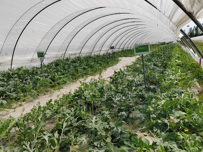 Plantation techniques for watermelons