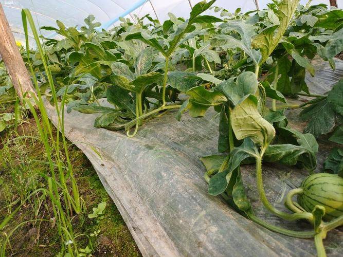 Plantation techniques for watermelons