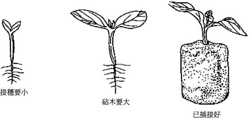 西瓜苗种植技术