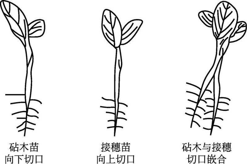 西瓜苗种植技术