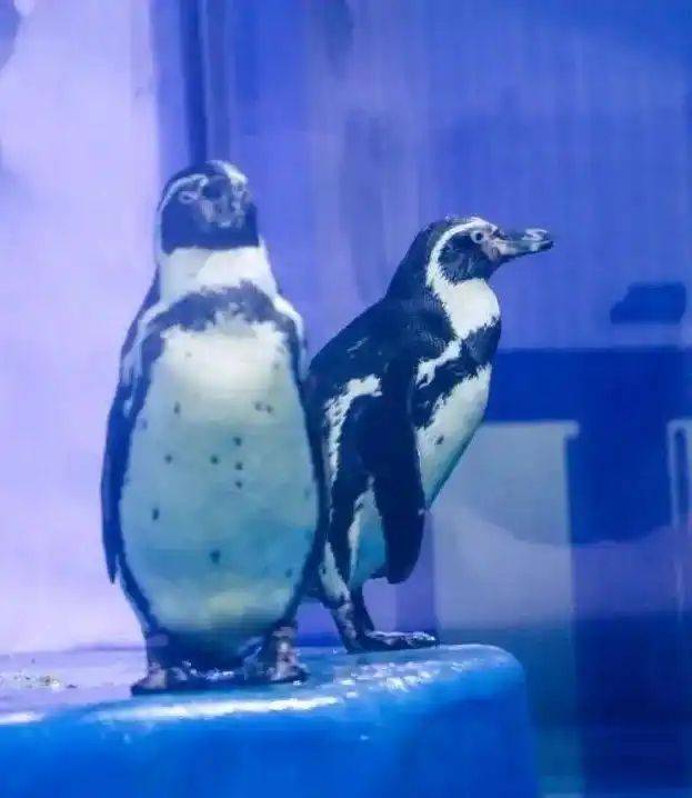Chengdu polar sea world fare