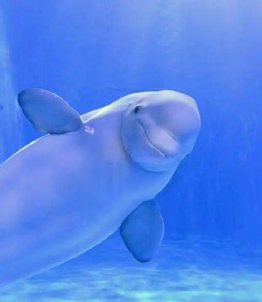 Chengdu polar sea world fare