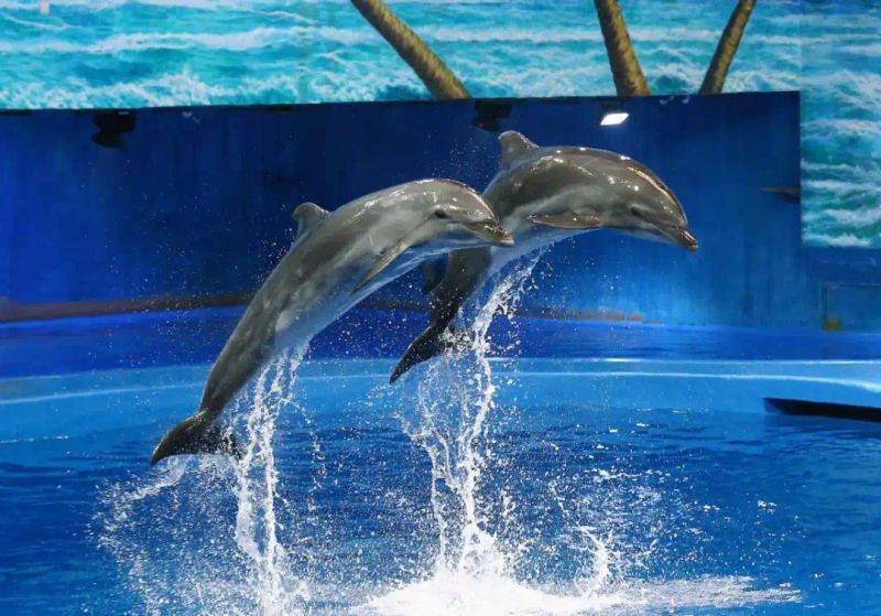 Chengdu polar sea world fare