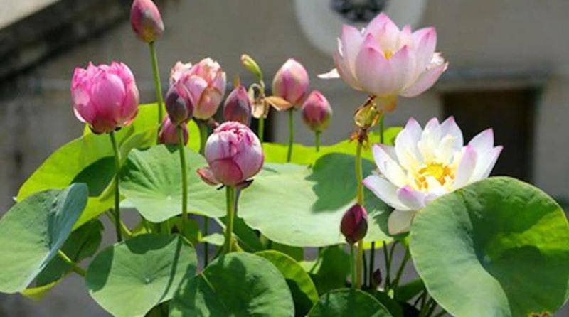 The method of planting the sleeping lotus
