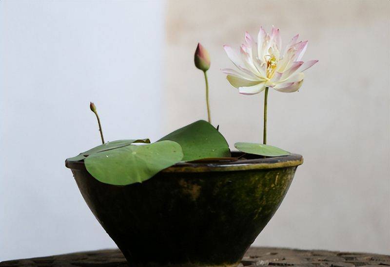 The method of planting the sleeping lotus