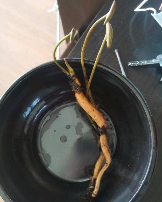 The method of planting the sleeping lotus