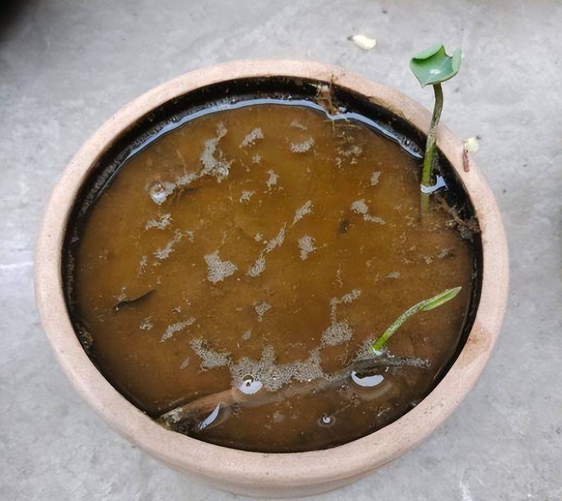 The method of planting the sleeping lotus